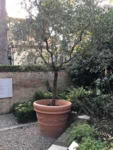 Olive Tree - gift by YokomOno to Peggy Guggenheim