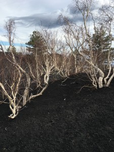 Birch trees on Mt Etna