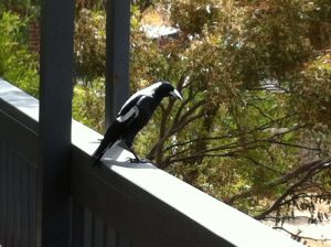 Magpie on the varandah raiming